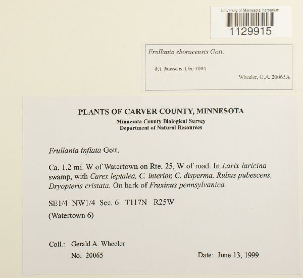 Frullania eboracensis image