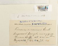 Funaria americana image