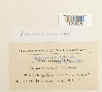 Funaria americana image