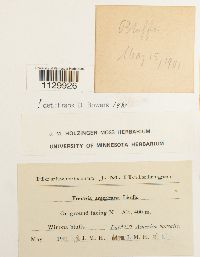 Funaria americana image