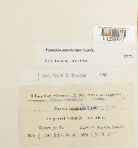 Funaria americana image