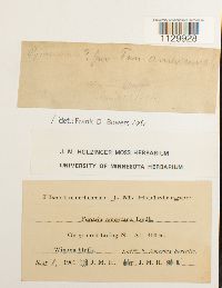 Funaria americana image