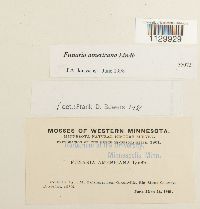 Funaria americana image