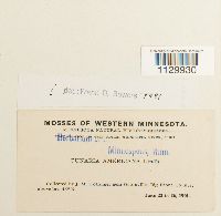 Funaria americana image