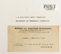 Funaria americana image