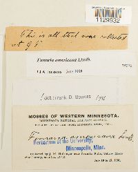 Funaria americana image