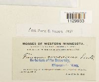 Funaria americana image