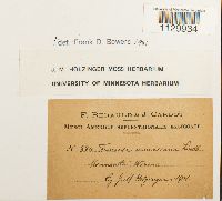 Funaria americana image