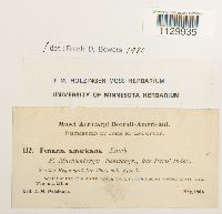 Funaria americana image