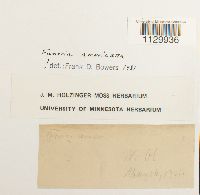 Funaria americana image