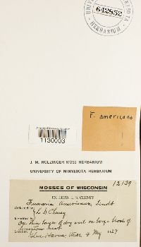 Funaria americana image