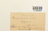 Funaria americana image