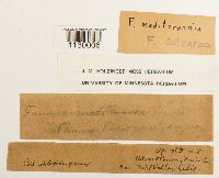 Funaria americana image