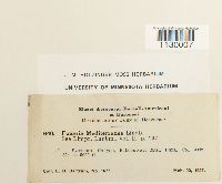 Funaria americana image