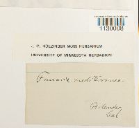 Funaria americana image