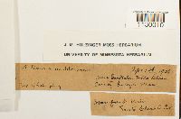 Funaria americana image