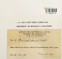 Funaria americana image