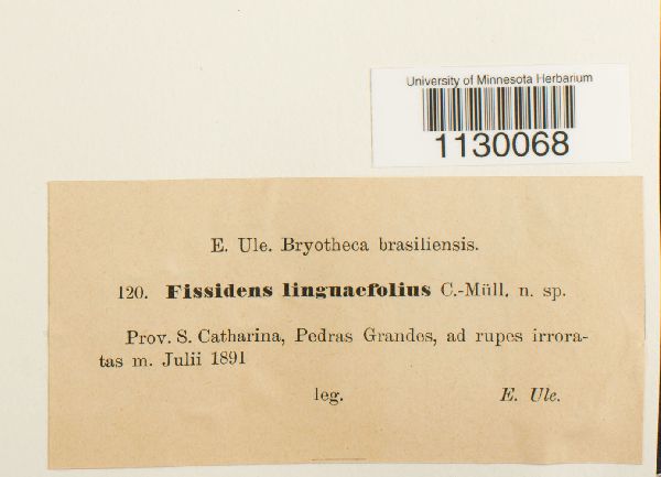 Fissidens linguaefolius image