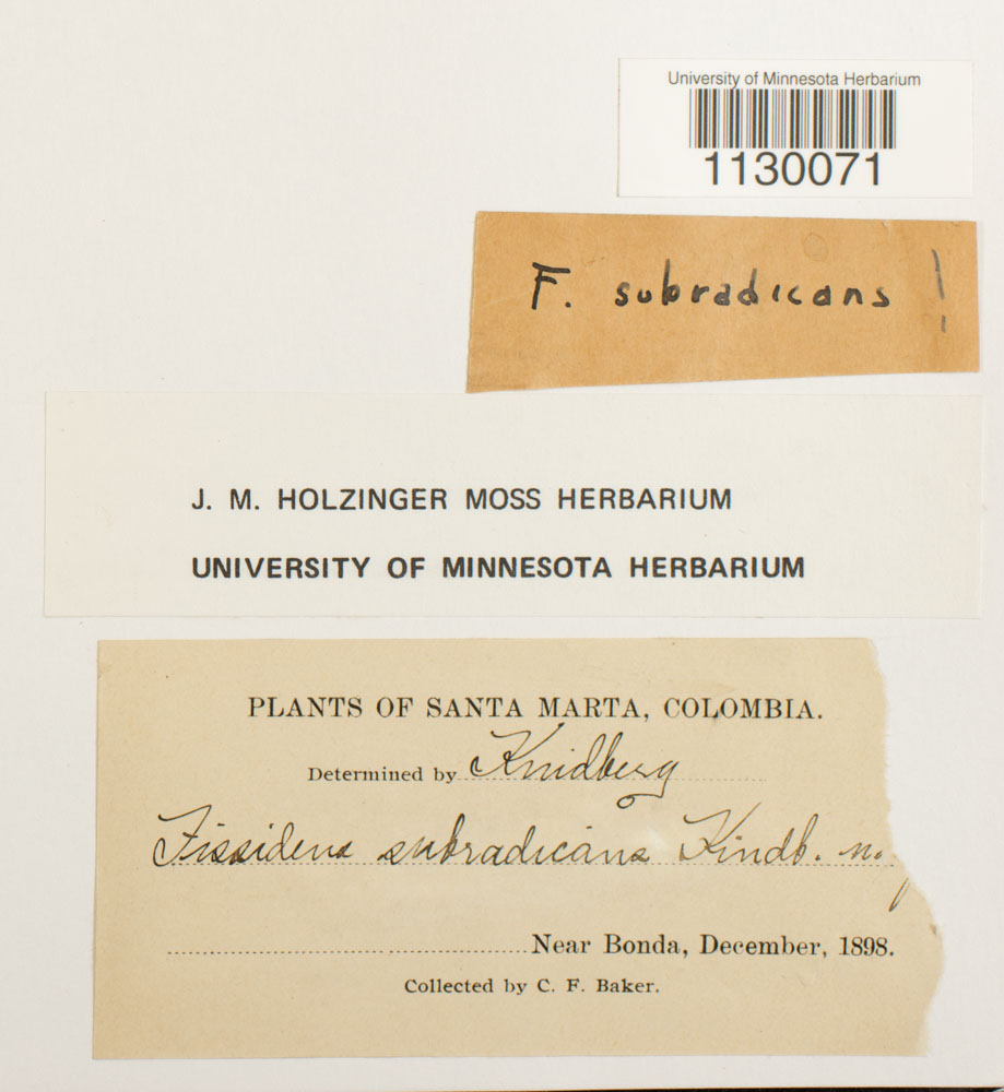 Fissidens subradicans image