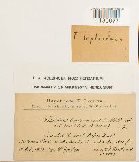 Thumbnail image of current specimen