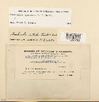 Fontinalis hypnoides image