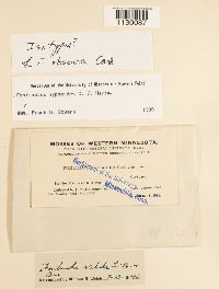 Media resource of Fontinalis obscura