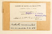 Fontinalis missourica image