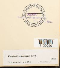 Fontinalis missourica image