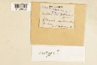 Fontinalis hypnoides image