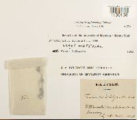 Fontinalis dalecarlica image