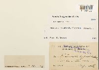 Fontinalis hypnoides image