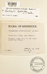 Fontinalis hypnoides image