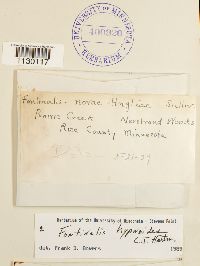 Fontinalis hypnoides image