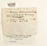 Funaria hygrometrica image