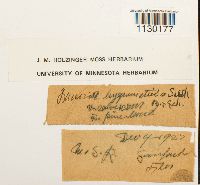 Funaria hygrometrica image