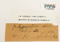 Funaria hygrometrica image