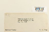 Funaria hygrometrica image