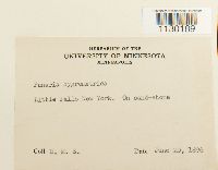 Funaria hygrometrica image