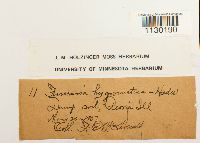 Funaria hygrometrica image