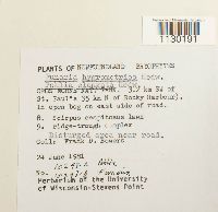 Funaria hygrometrica image