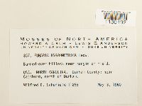 Funaria hygrometrica image