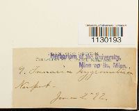 Funaria hygrometrica image