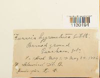 Funaria hygrometrica image