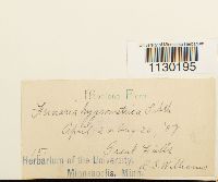 Funaria hygrometrica image