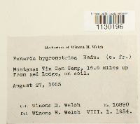 Funaria hygrometrica image