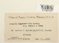 Funaria hygrometrica image