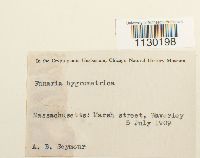 Funaria hygrometrica image