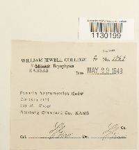 Funaria hygrometrica image