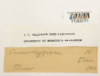 Funaria hygrometrica image