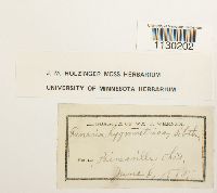 Funaria hygrometrica image